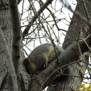 Trichosurus vulpecula at Kambah, ACT - 26 May 2020 03:19 PM