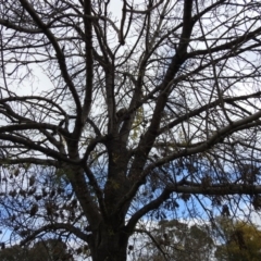 Trichosurus vulpecula at Kambah, ACT - 26 May 2020