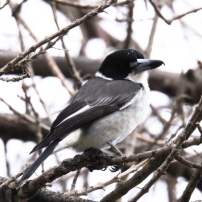 Cracticus torquatus (Grey Butcherbird) at Kambah, ACT - 26 May 2020 by HelenCross