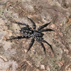 Nyssus albopunctatus at Black Range, NSW - 7 Dec 2016