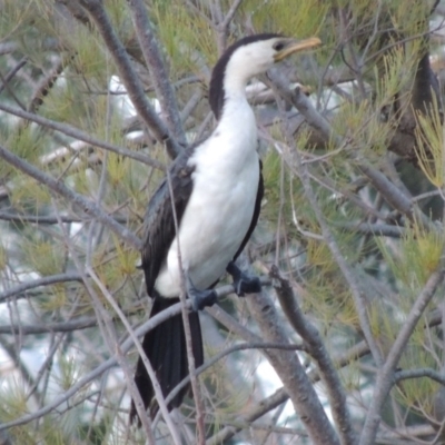 Microcarbo melanoleucos (Little Pied Cormorant) at Greenway, ACT - 22 Jan 2020 by MichaelBedingfield