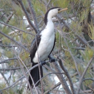 Microcarbo melanoleucos (Little Pied Cormorant) at Bullen Range - 22 Jan 2020 by michaelb