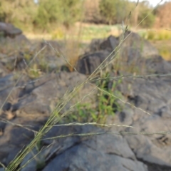 Eragrostis parviflora (Weeping Love Grass) at Greenway, ACT - 22 Jan 2020 by MichaelBedingfield