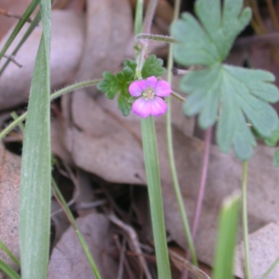 Geranium sp. (Geranium) at Mount Majura - 26 May 2020 by waltraud