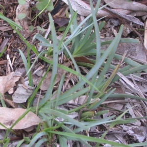 Geranium sp. at Watson, ACT - 26 May 2020