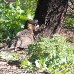 Zanda funerea at Deakin, ACT - 29 May 2020 12:00 PM