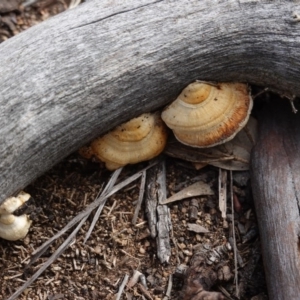 Perenniporia ochroleuca at Deakin, ACT - 29 May 2020