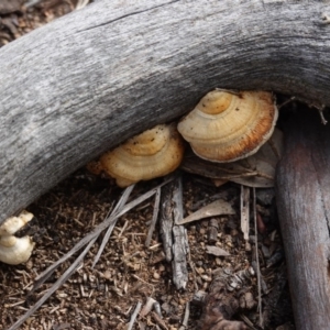 Truncospora ochroleuca at Deakin, ACT - 29 May 2020