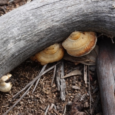 Truncospora ochroleuca at Red Hill to Yarralumla Creek - 29 May 2020 by JackyF