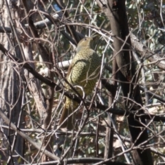 Ptilonorhynchus violaceus (Satin Bowerbird) at Red Hill Nature Reserve - 29 May 2020 by JackyF
