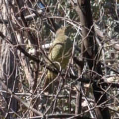 Ptilonorhynchus violaceus (Satin Bowerbird) at Deakin, ACT - 29 May 2020 by JackyF