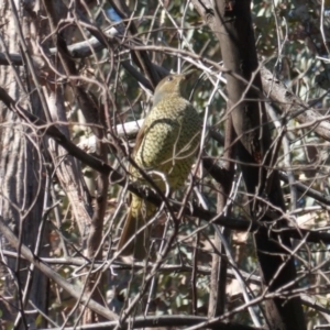 Ptilonorhynchus violaceus at Deakin, ACT - 29 May 2020