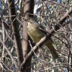 Ptilonorhynchus violaceus at Deakin, ACT - 29 May 2020