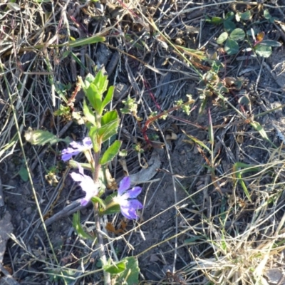 Scaevola aemula (Common Fan-flower) at Black Range, NSW - 29 May 2020 by MatthewHiggins