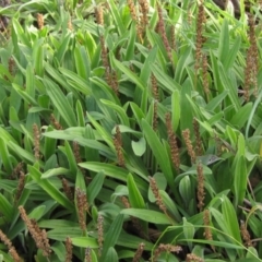 Plantago varia (Native Plaintain) at Umbagong District Park - 28 May 2020 by pinnaCLE