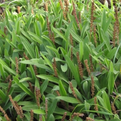 Plantago varia (Native Plaintain) at Latham, ACT - 28 May 2020 by pinnaCLE