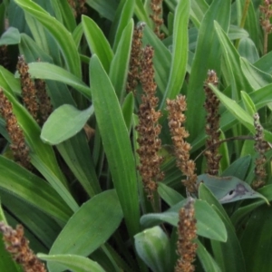 Plantago varia at Latham, ACT - 28 May 2020