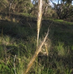 Austrostipa densiflora (Foxtail Speargrass) at Latham, ACT - 28 May 2020 by pinnaCLE