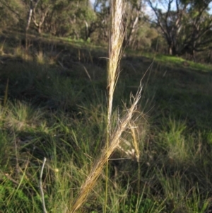 Austrostipa densiflora at Latham, ACT - 28 May 2020