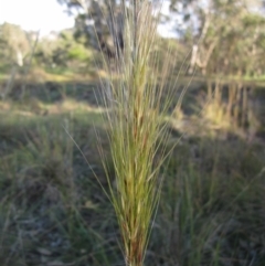 Austrostipa densiflora at Latham, ACT - 28 May 2020