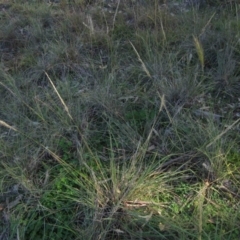 Austrostipa densiflora at Latham, ACT - 28 May 2020