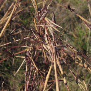 Cymbopogon refractus at Macgregor, ACT - 28 May 2020