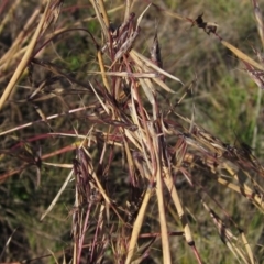 Cymbopogon refractus (Barbed-wire Grass) at Umbagong District Park - 28 May 2020 by pinnaCLE