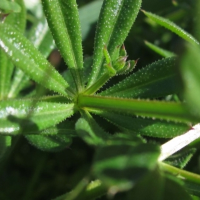 Galium aparine (Goosegrass, Cleavers) at Umbagong District Park - 28 May 2020 by pinnaCLE