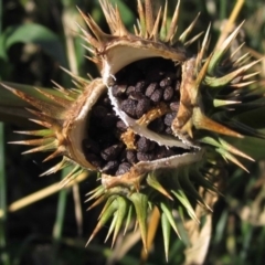 Datura stramonium (Common Thornapple) at Evatt, ACT - 28 May 2020 by pinnaCLE