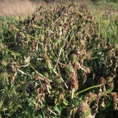 Datura stramonium at Evatt, ACT - 28 May 2020