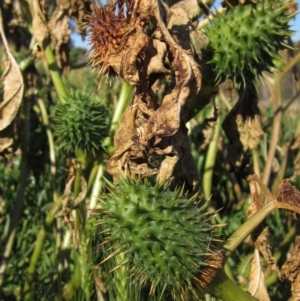 Datura stramonium at Evatt, ACT - 28 May 2020