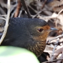 Pycnoptilus floccosus (Pilotbird) at Paddys River, ACT - 29 May 2020 by HelenCross