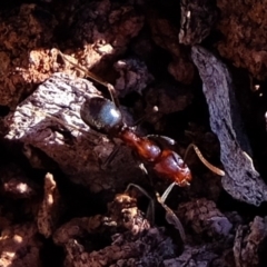 Papyrius nitidus (Shining Coconut Ant) at Dunlop, ACT - 29 May 2020 by Kurt