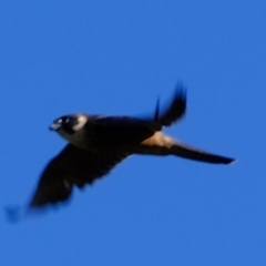 Falco longipennis (Australian Hobby) at Dunlop, ACT - 29 May 2020 by Kurt