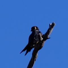 Falco longipennis at Molonglo River Reserve - 29 May 2020