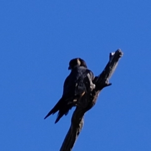 Falco longipennis at Molonglo River Reserve - 29 May 2020