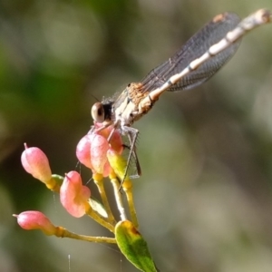 Austrolestes leda at Molonglo River Reserve - 29 May 2020 01:54 PM