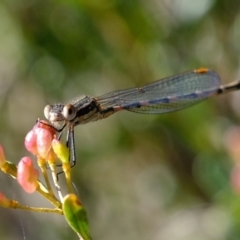 Austrolestes leda at Molonglo River Reserve - 29 May 2020