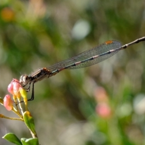 Austrolestes leda at Molonglo River Reserve - 29 May 2020 01:54 PM