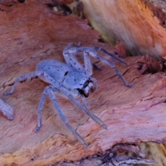 Isopeda sp. (genus) (Huntsman Spider) at Dunlop, ACT - 29 May 2020 by Kurt