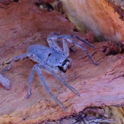 Isopeda (genus) (Huntsman Spider) at Dunlop, ACT - 29 May 2020 by Kurt
