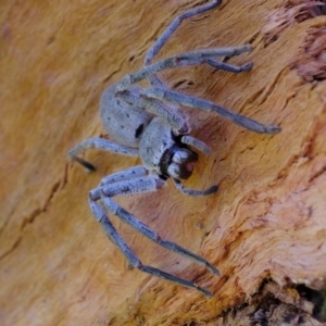 Isopeda sp. (genus) at Molonglo River Reserve - 29 May 2020