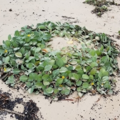 Arctotheca populifolia (Beach Daisy) at Merimbula, NSW - 29 May 2020 by Duchess