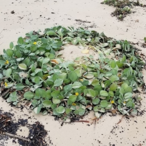 Arctotheca populifolia at Merimbula, NSW - 29 May 2020