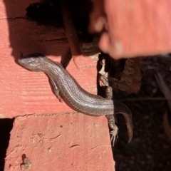 Pseudemoia spenceri (Spencer's Skink) at Cooma, NSW - 29 May 2020 by KMcCue