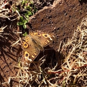 Junonia villida at Cooma, NSW - 29 May 2020