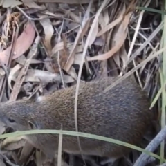 Isoodon obesulus obesulus (Southern Brown Bandicoot) at Paddys River, ACT - 29 May 2020 by HelenCross