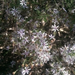 Olearia floribunda (Heath Daisy-bush) at Hackett, ACT - 28 Apr 2020 by JenniM