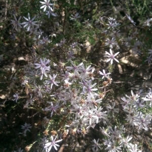 Olearia floribunda at Hackett, ACT - 28 Apr 2020