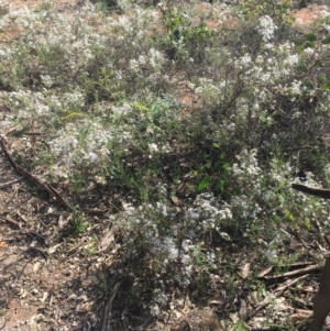 Olearia floribunda at Hackett, ACT - 28 Apr 2020 12:06 PM